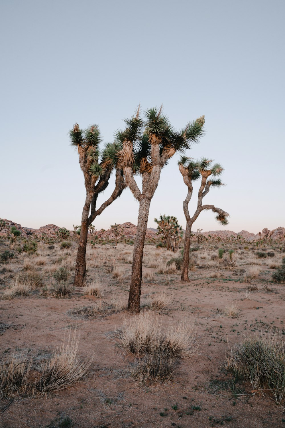 a group of trees in a desert