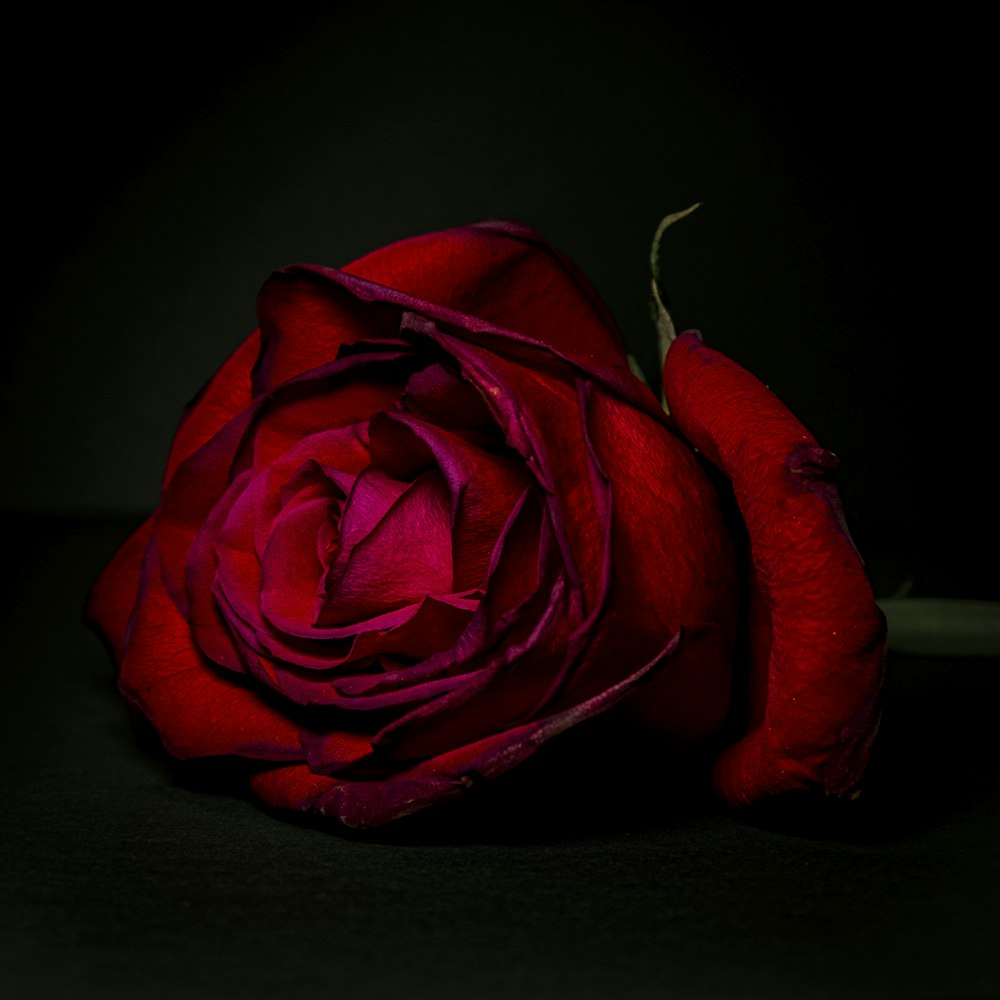 黒い表面に赤いバラ
