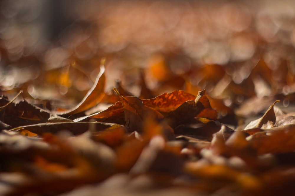 a close up of some leaves