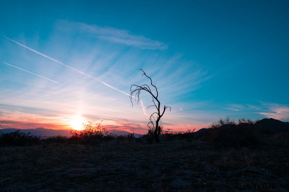 a tree on a hill