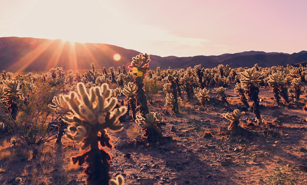 a field of plants