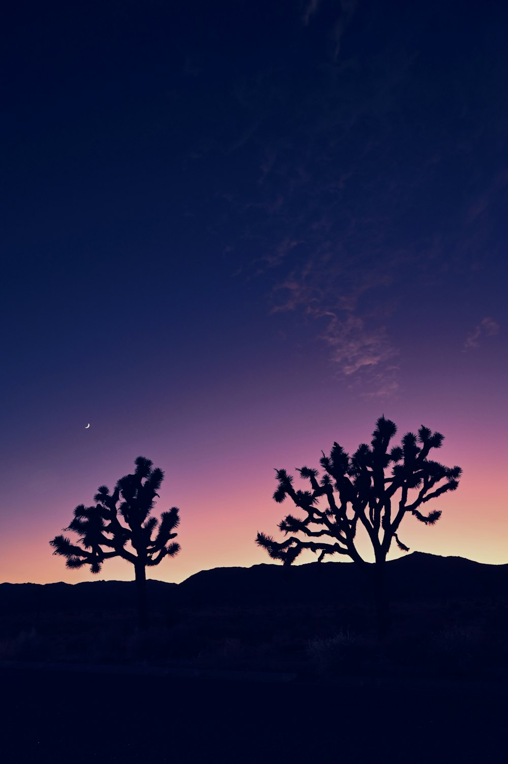 silhouettes of trees against a colorful sky