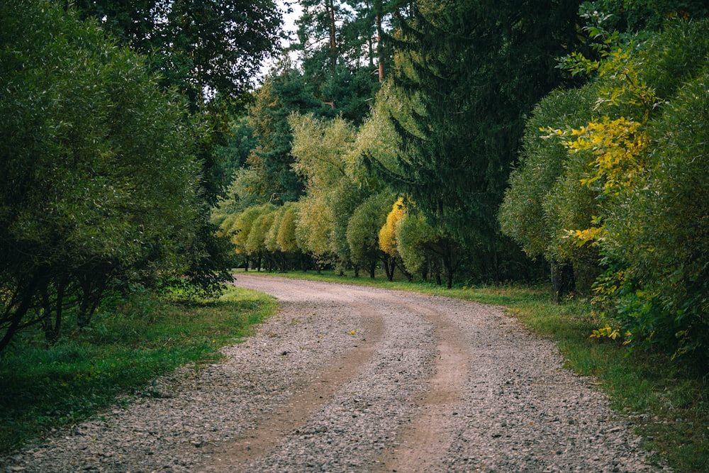 a dirt road surrounded by trees