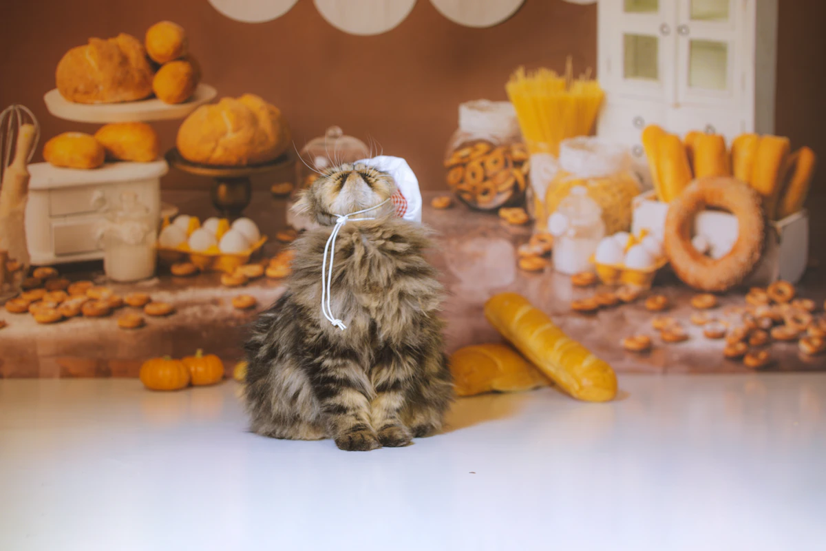 A tiny kitten standing near a modern food setup