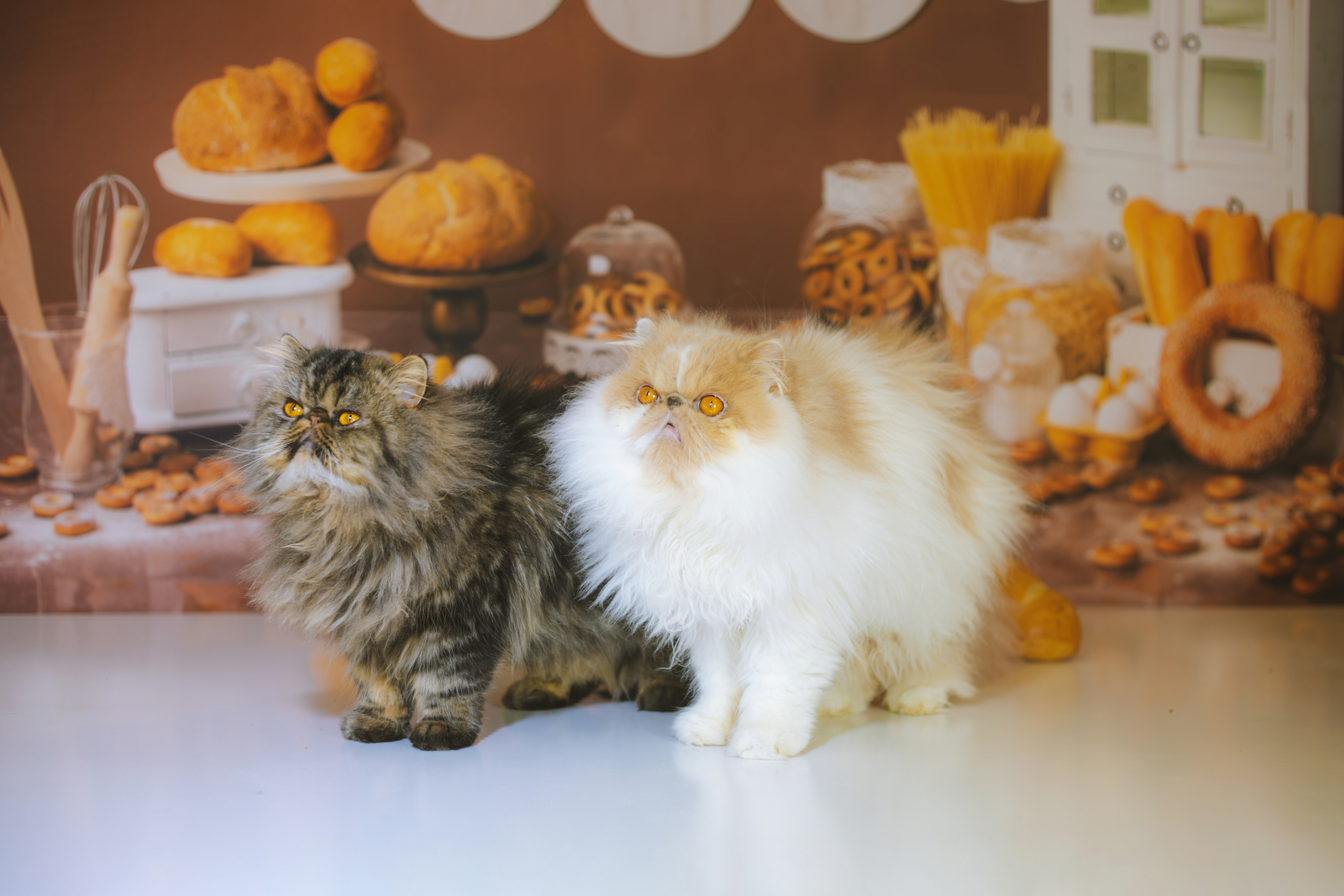 Social Structure Within Multi-Cat Homes (image credits: unsplash)