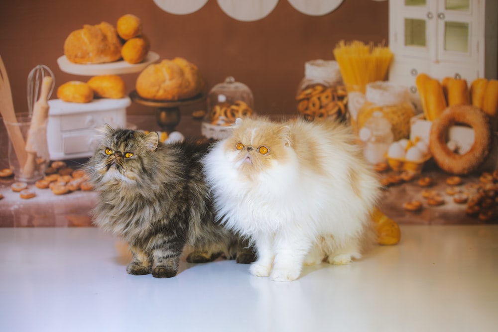 um casal de gatos sentados em uma mesa