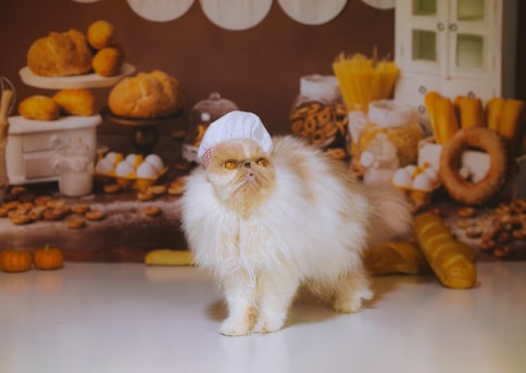 a cat wearing a hat
