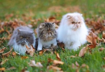 a group of kittens in the grass