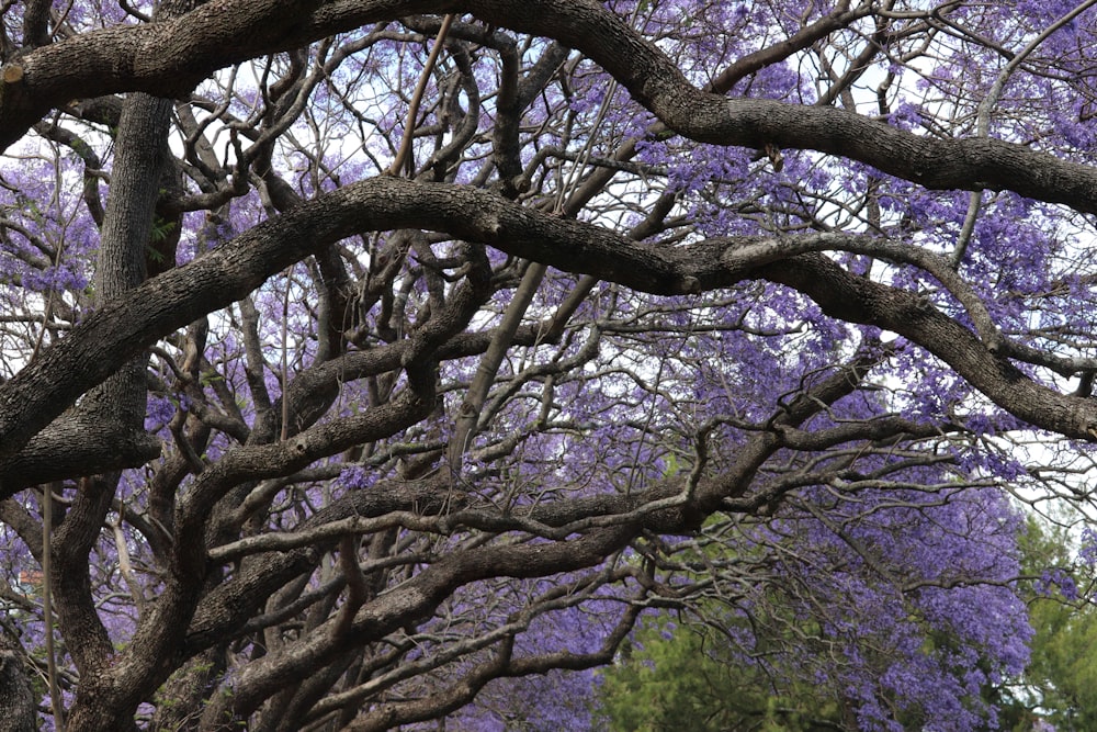 a tree with purple flowers