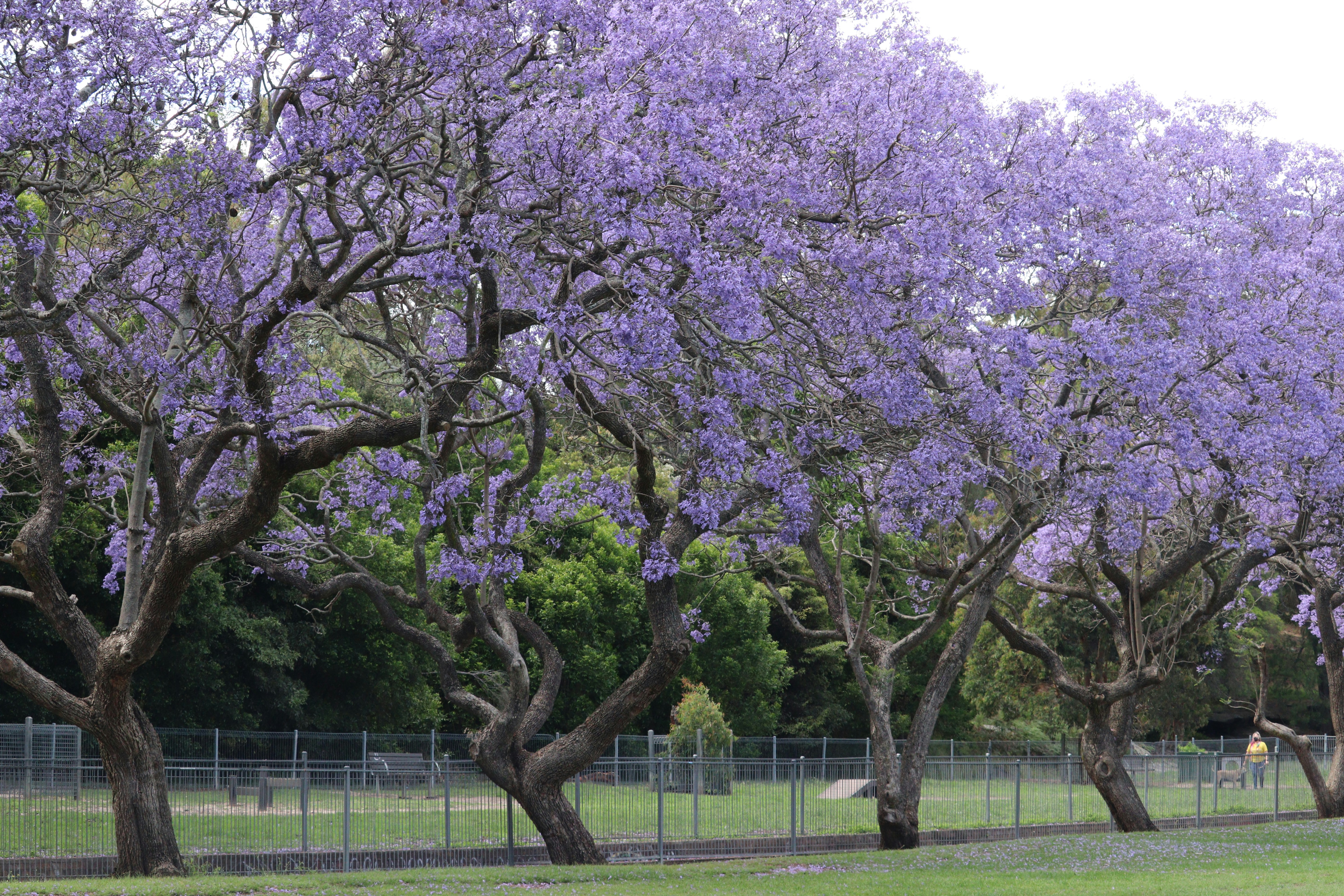 A group of trees with purple flowers photo – Free Kogarah nsw Image on ...