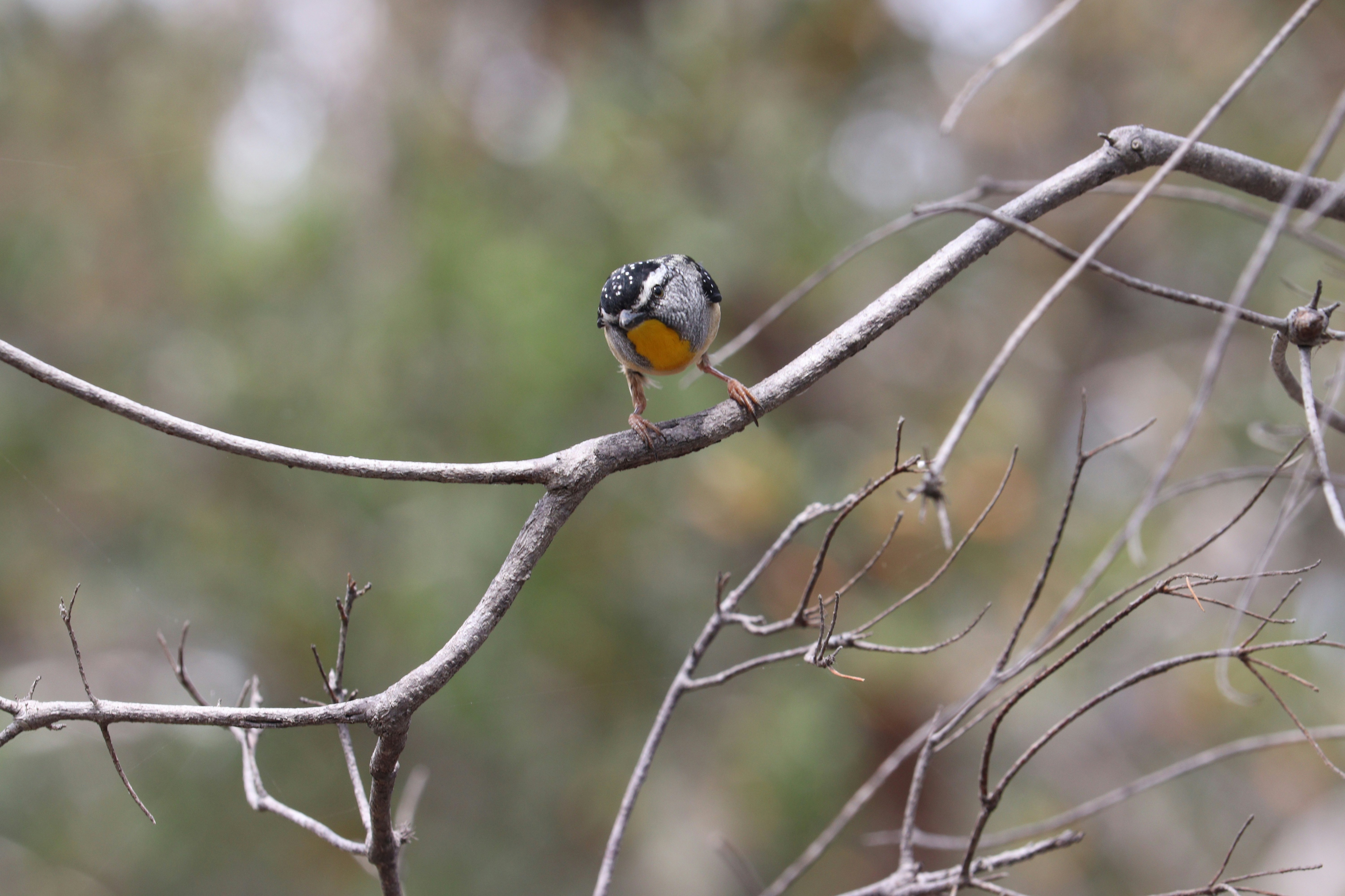 Photo by sandeepsapkota