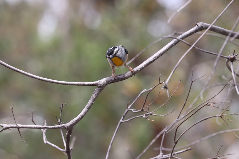 a bird on a branch