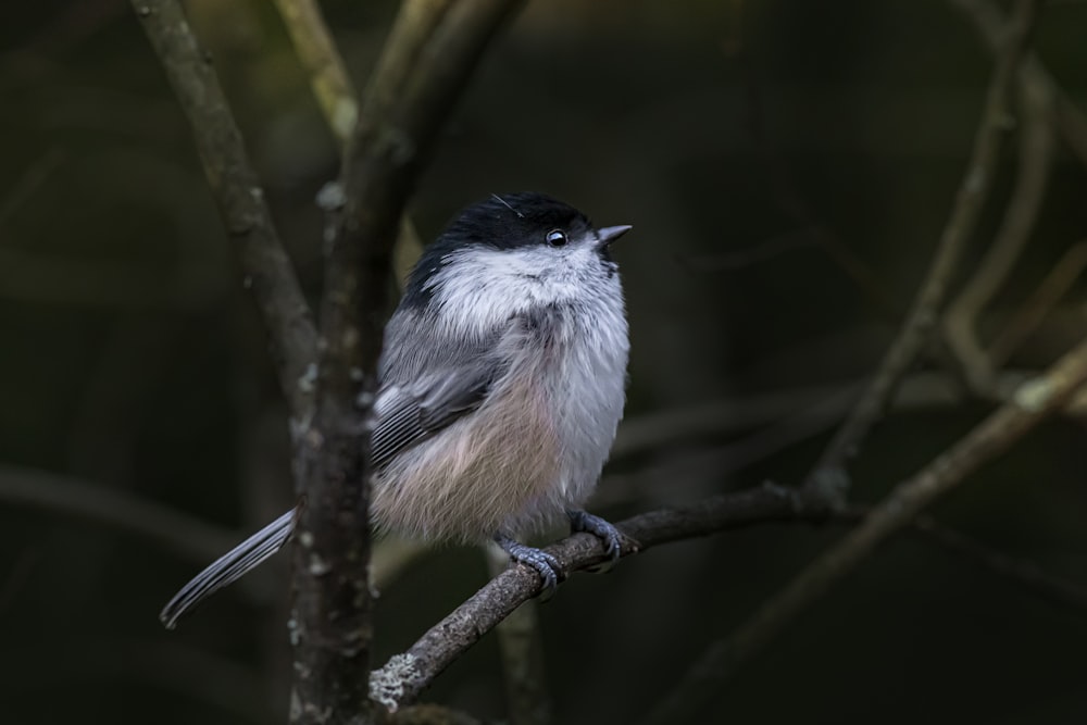 a small bird sits on a branch