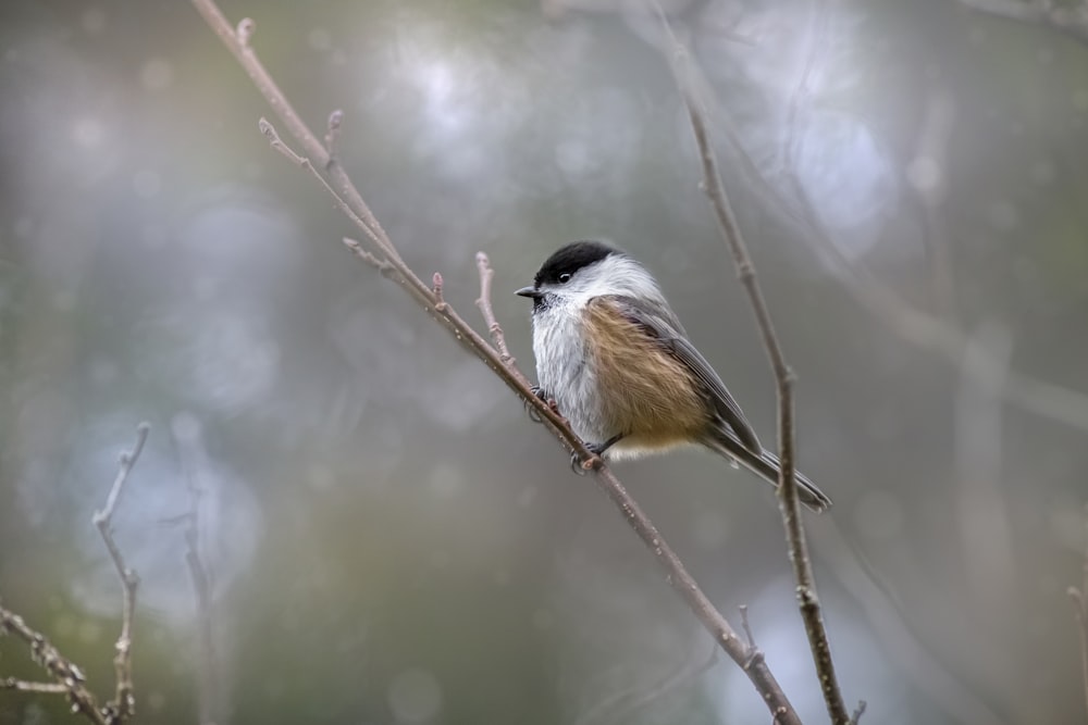 a small bird on a branch