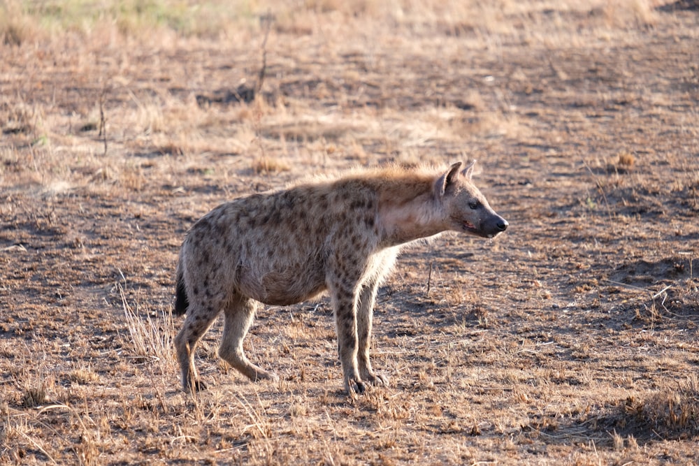 a hyena standing in a field