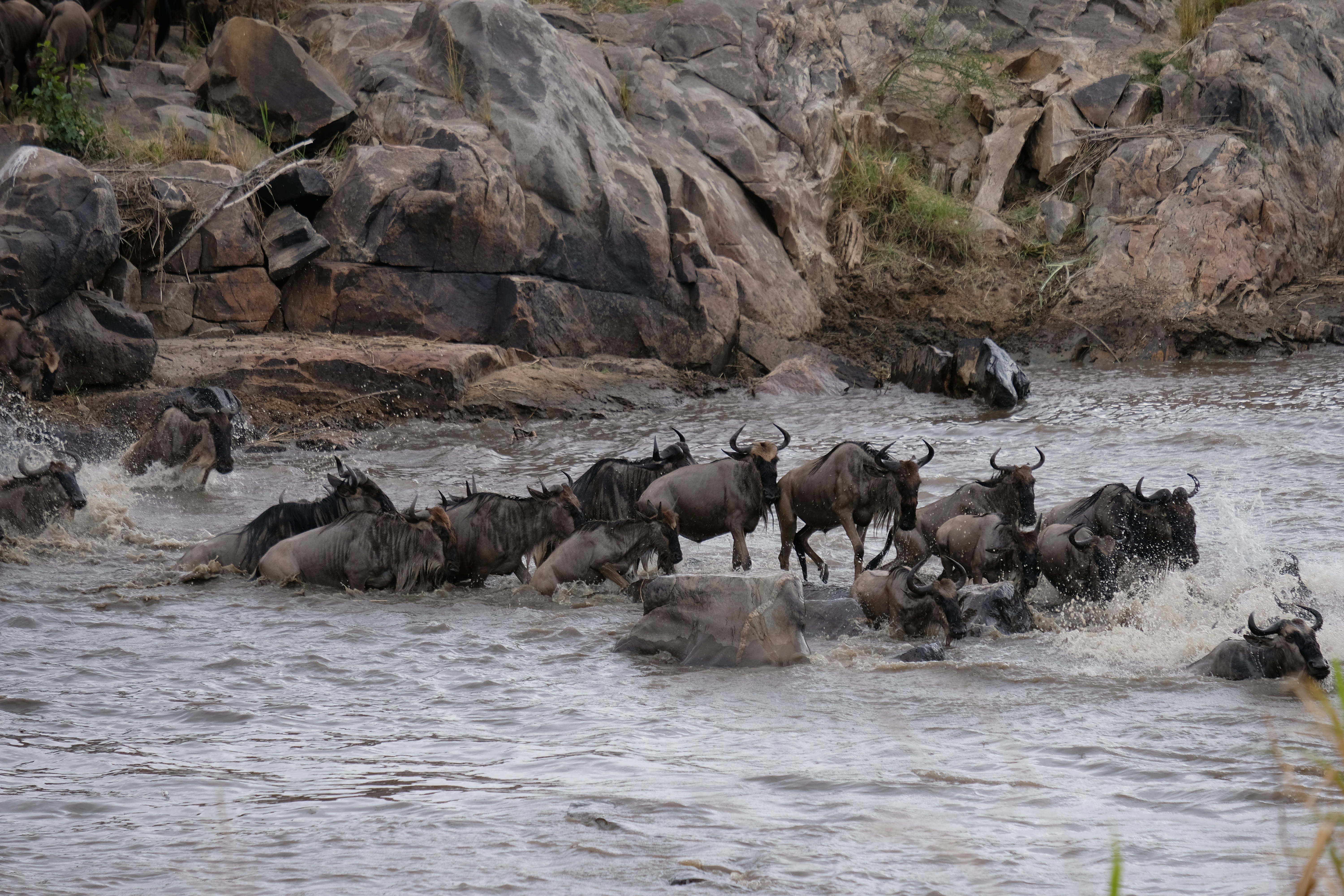 Wildebeest crossing a river.