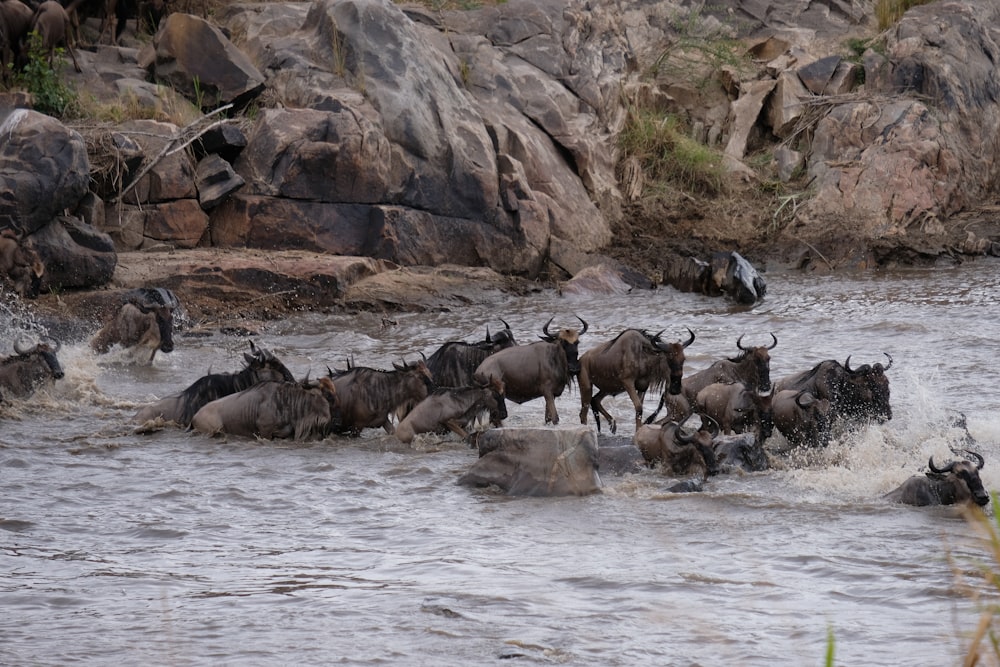 a group of animals in a river