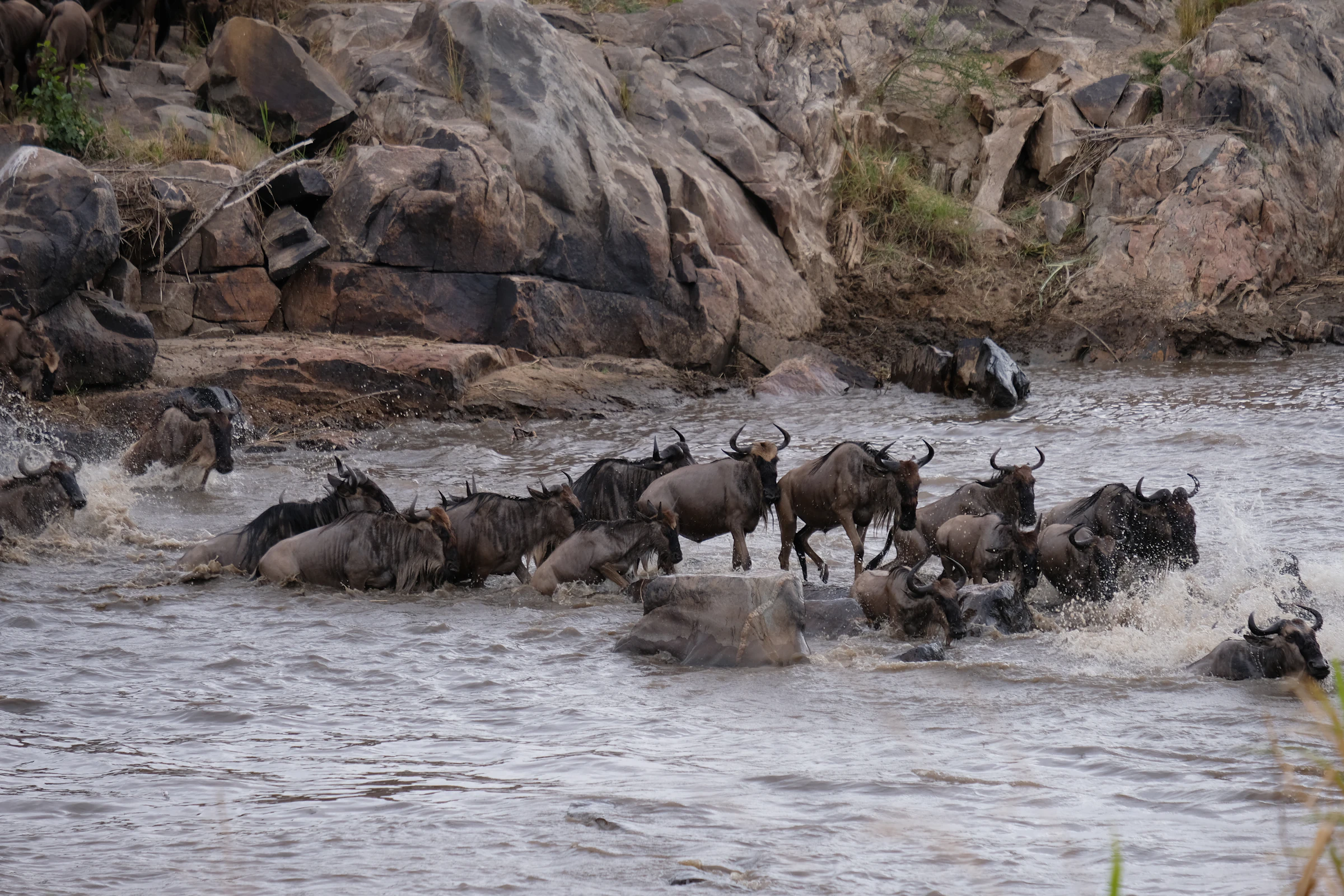 Wildebeest surging through the Mara River during a crossing
