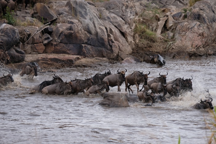 Wildlife crossing the Mara River in Tanzania during the Great Migration