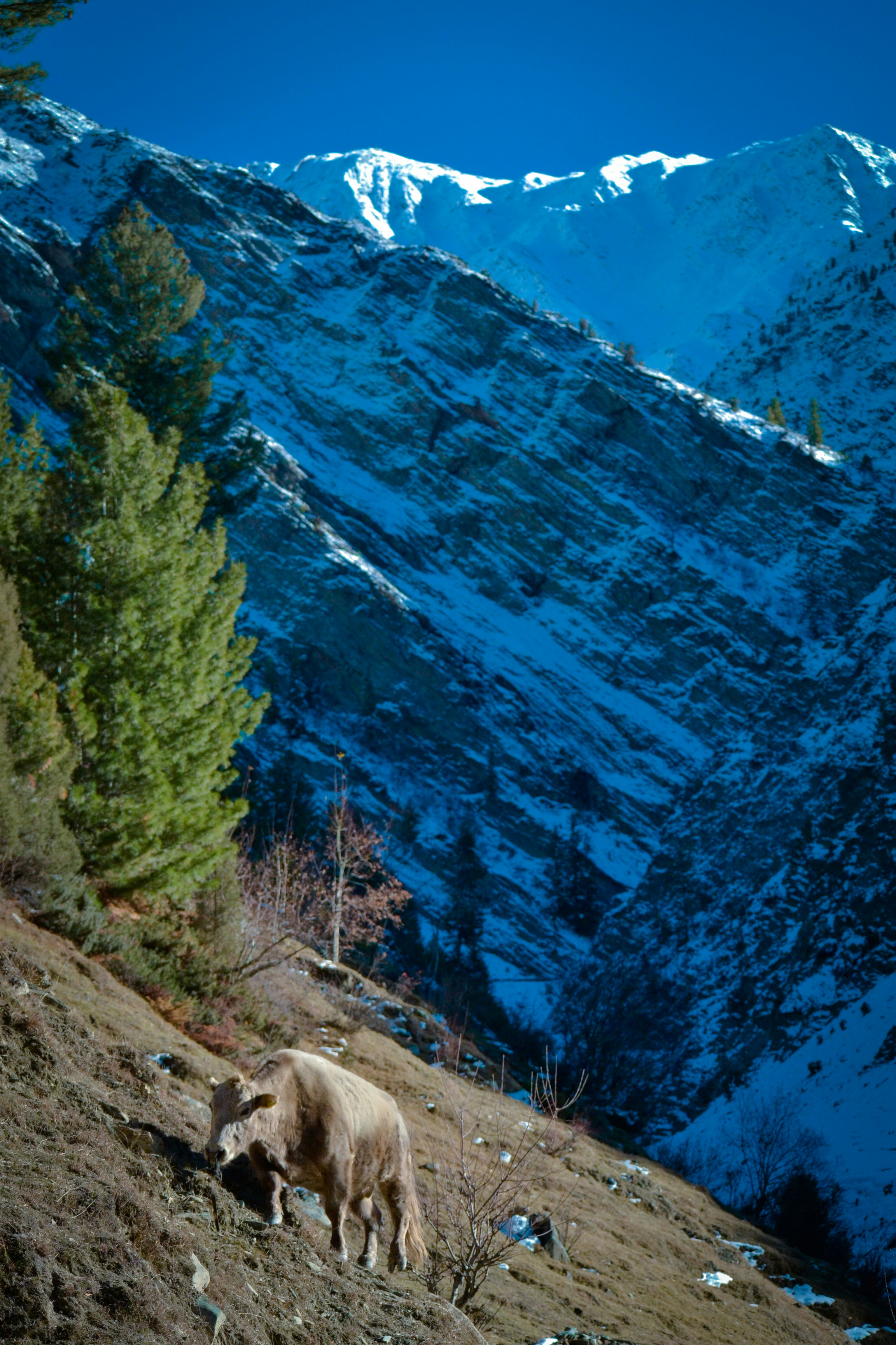 Lahul and spiti bulls ( churu)
