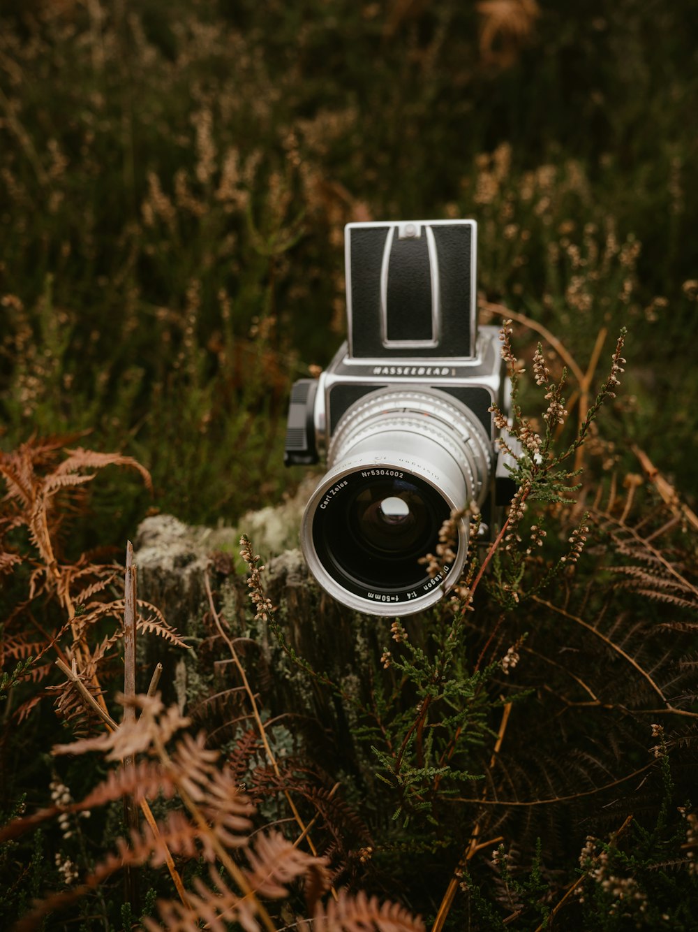 a camera on a tree