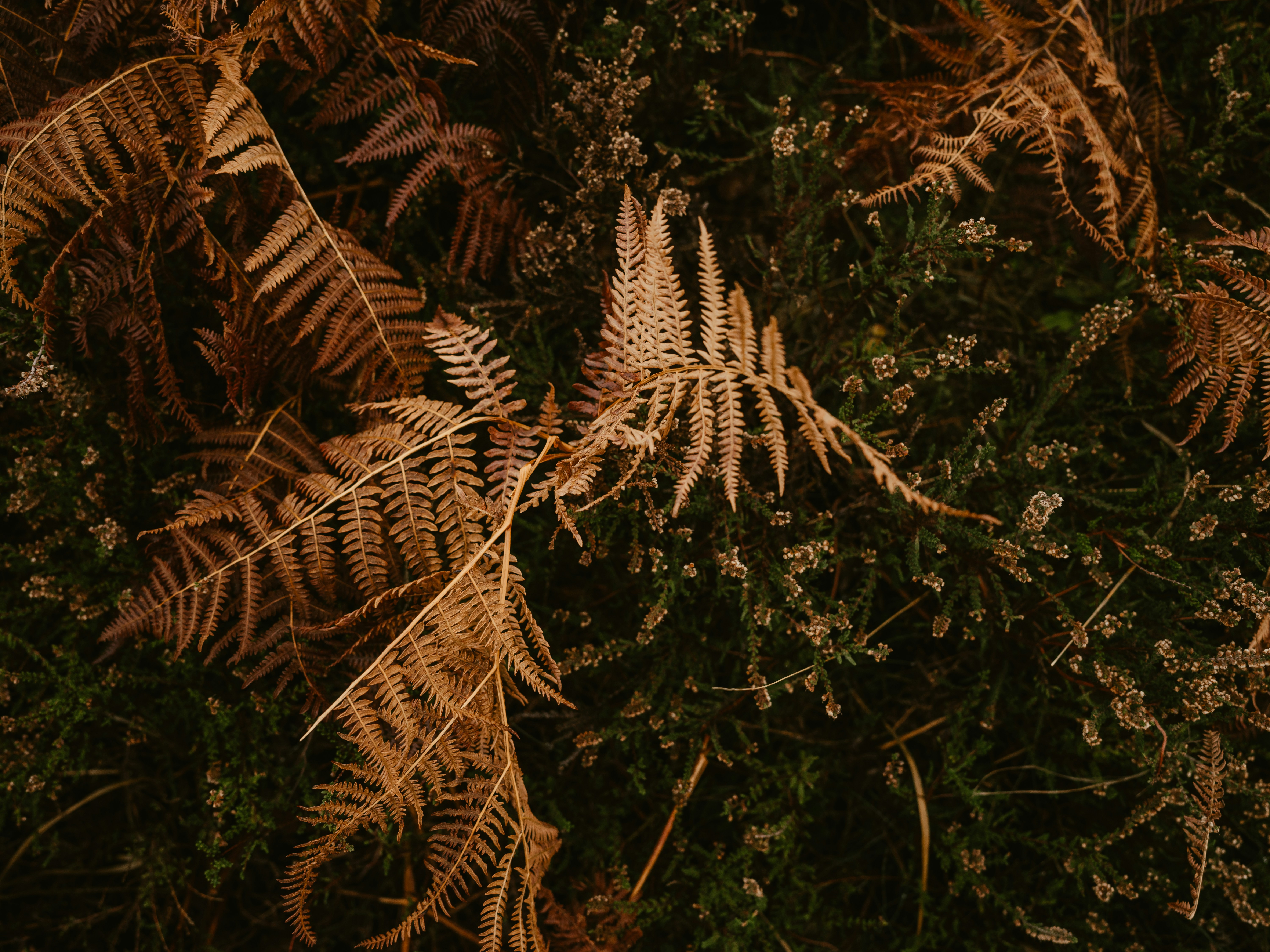 Photo by anniespratt