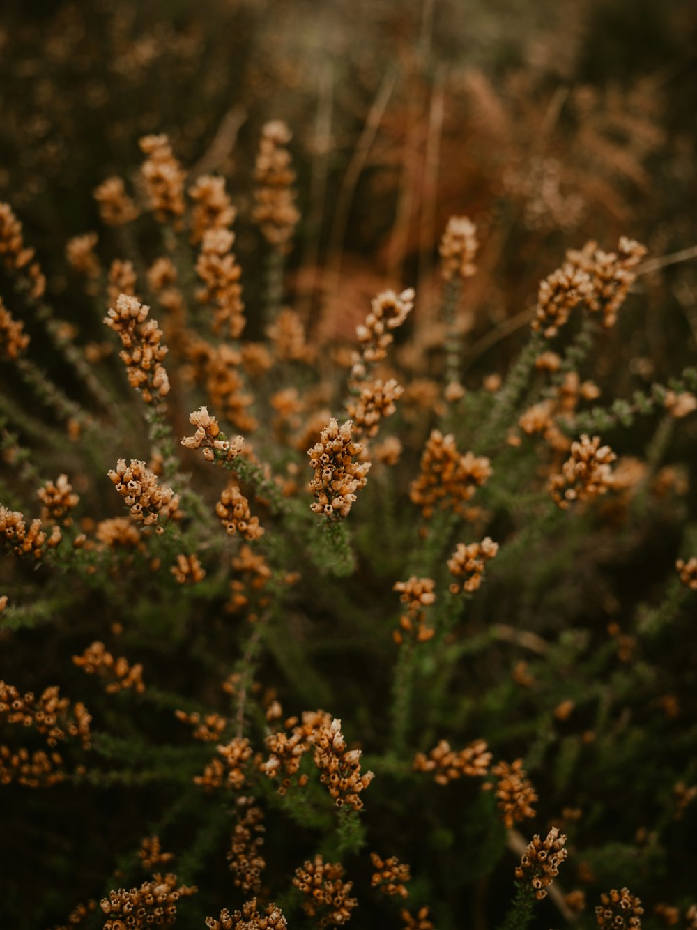 a bush with small flowers