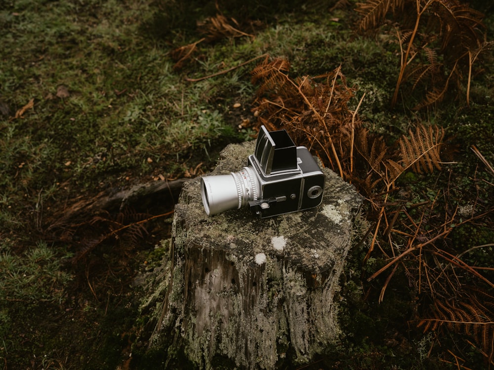 a camera on a tree stump