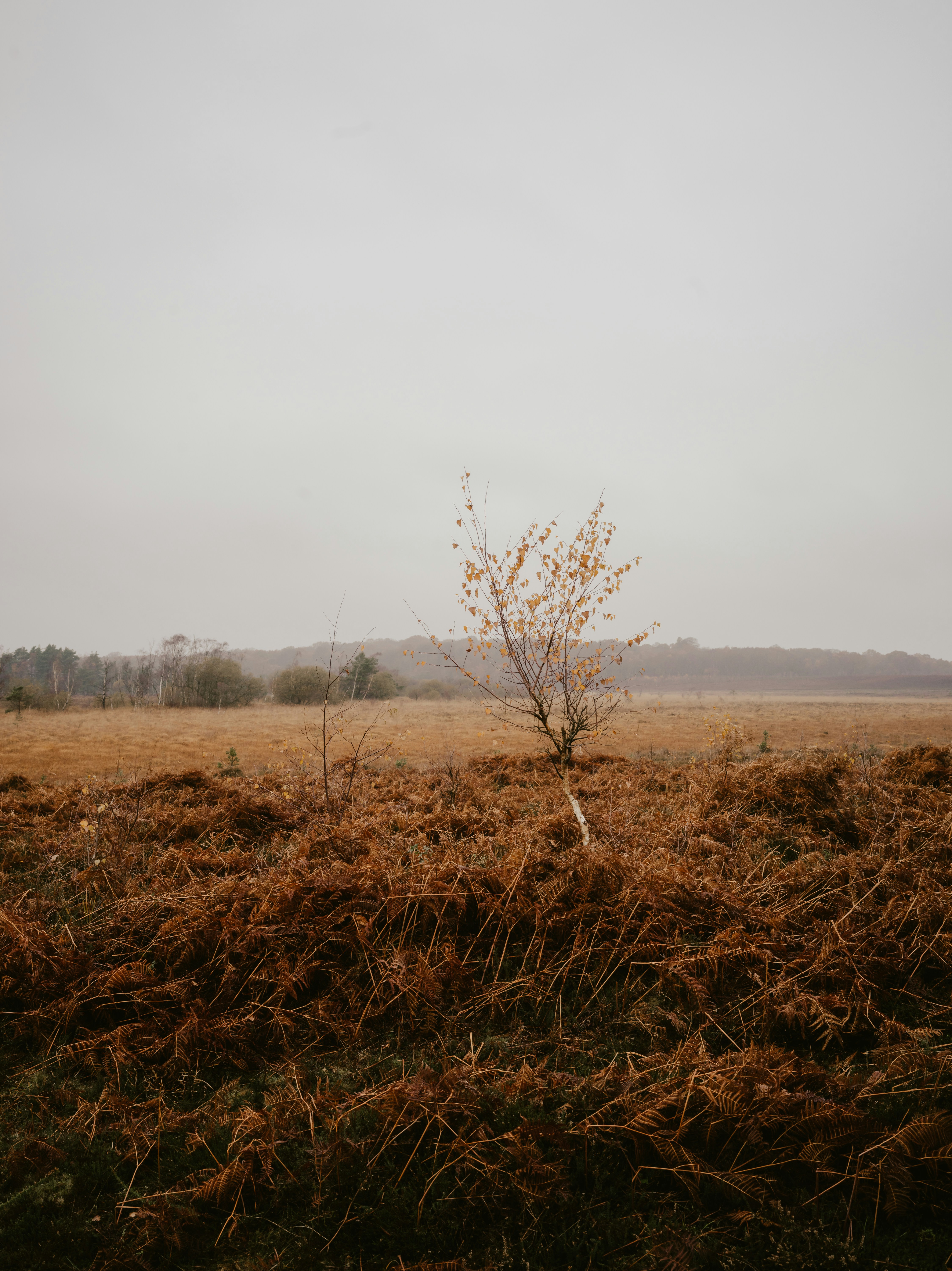 Photo by anniespratt