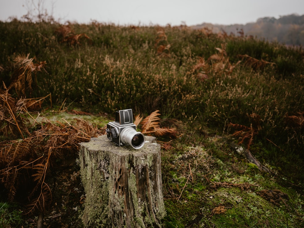 a camera on a stump