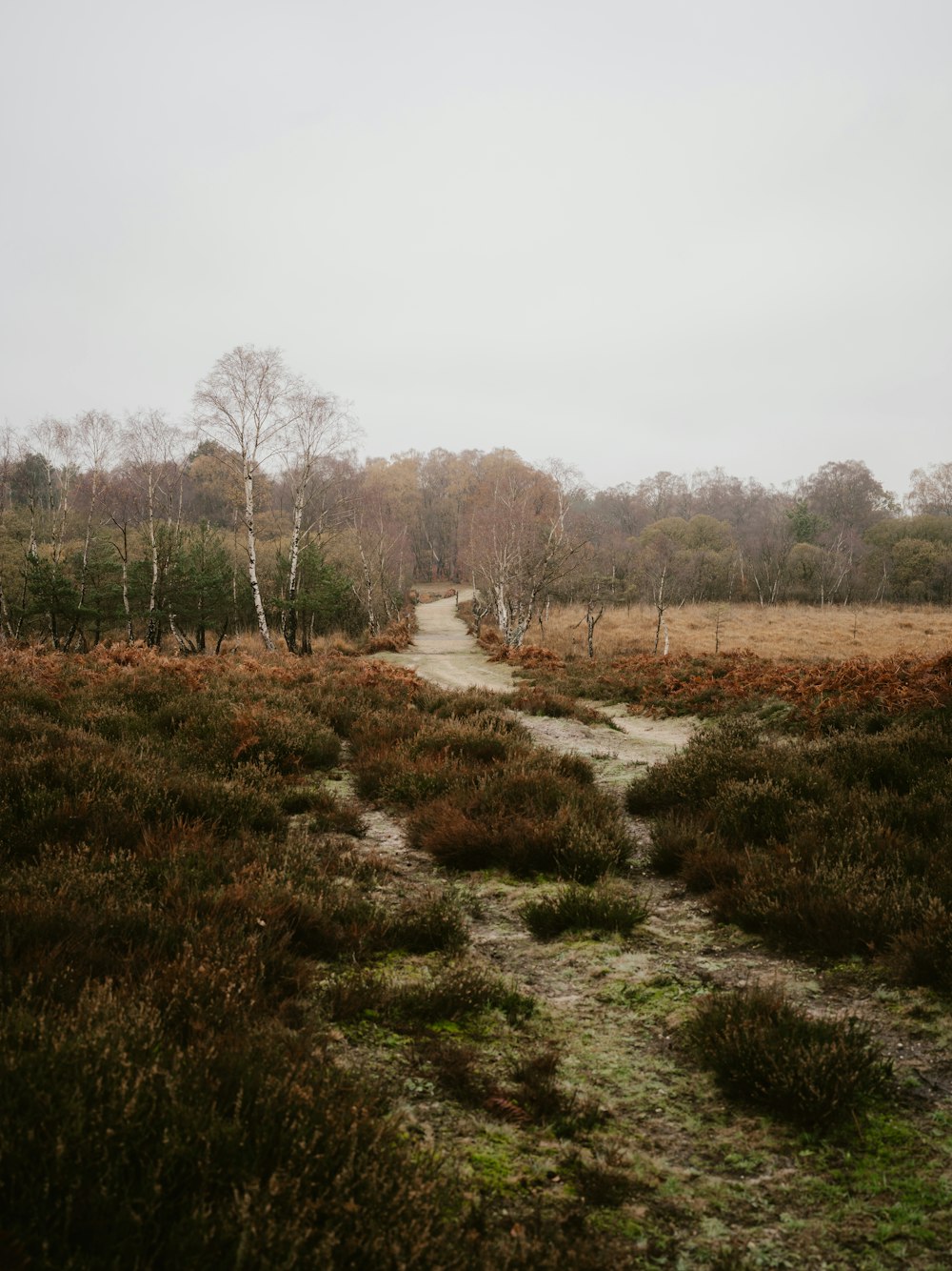 a dirt road through a field