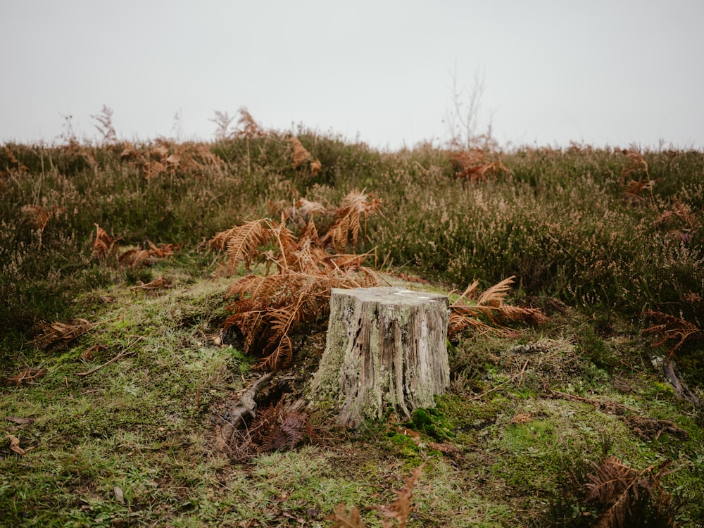 a stump in a field