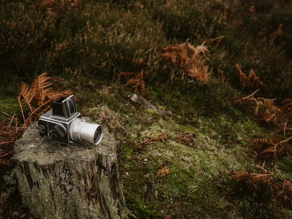 a camera on a stump