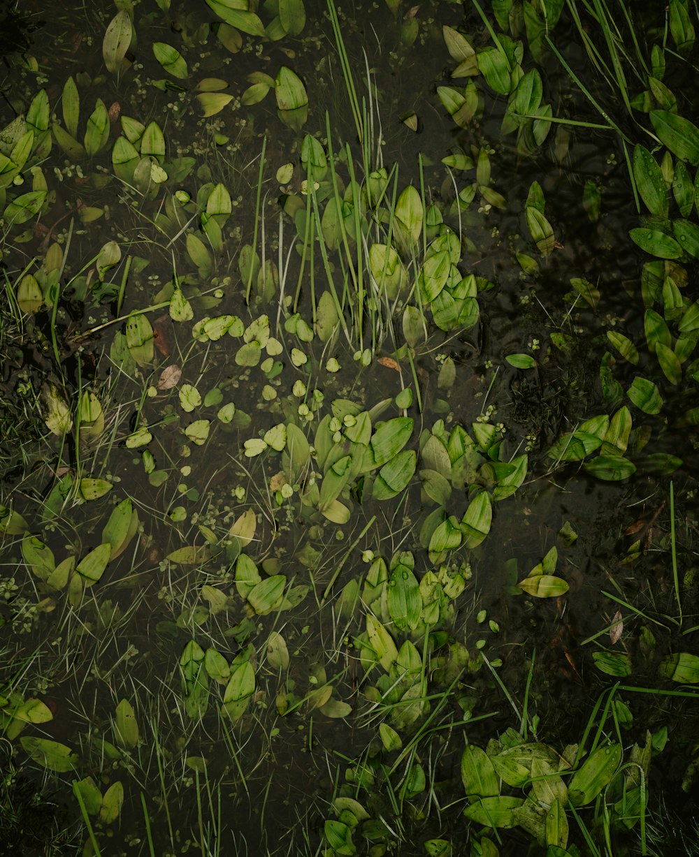 a close up of some leaves