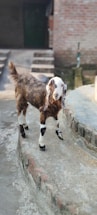 A young goat with brown and white fur stands on a paved area next to a raised platform made of bricks. The goat has distinct long ears and is looking directly ahead. In the background, there is a set of stairs and a partially visible door and wall, suggesting an outdoor rural setting.