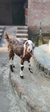 A young goat with brown and white fur stands on a paved area next to a raised platform made of bricks. The goat has distinct long ears and is looking directly ahead. In the background, there is a set of stairs and a partially visible door and wall, suggesting an outdoor rural setting.