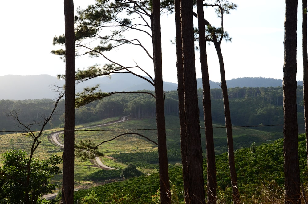 a view of a valley with trees and a road