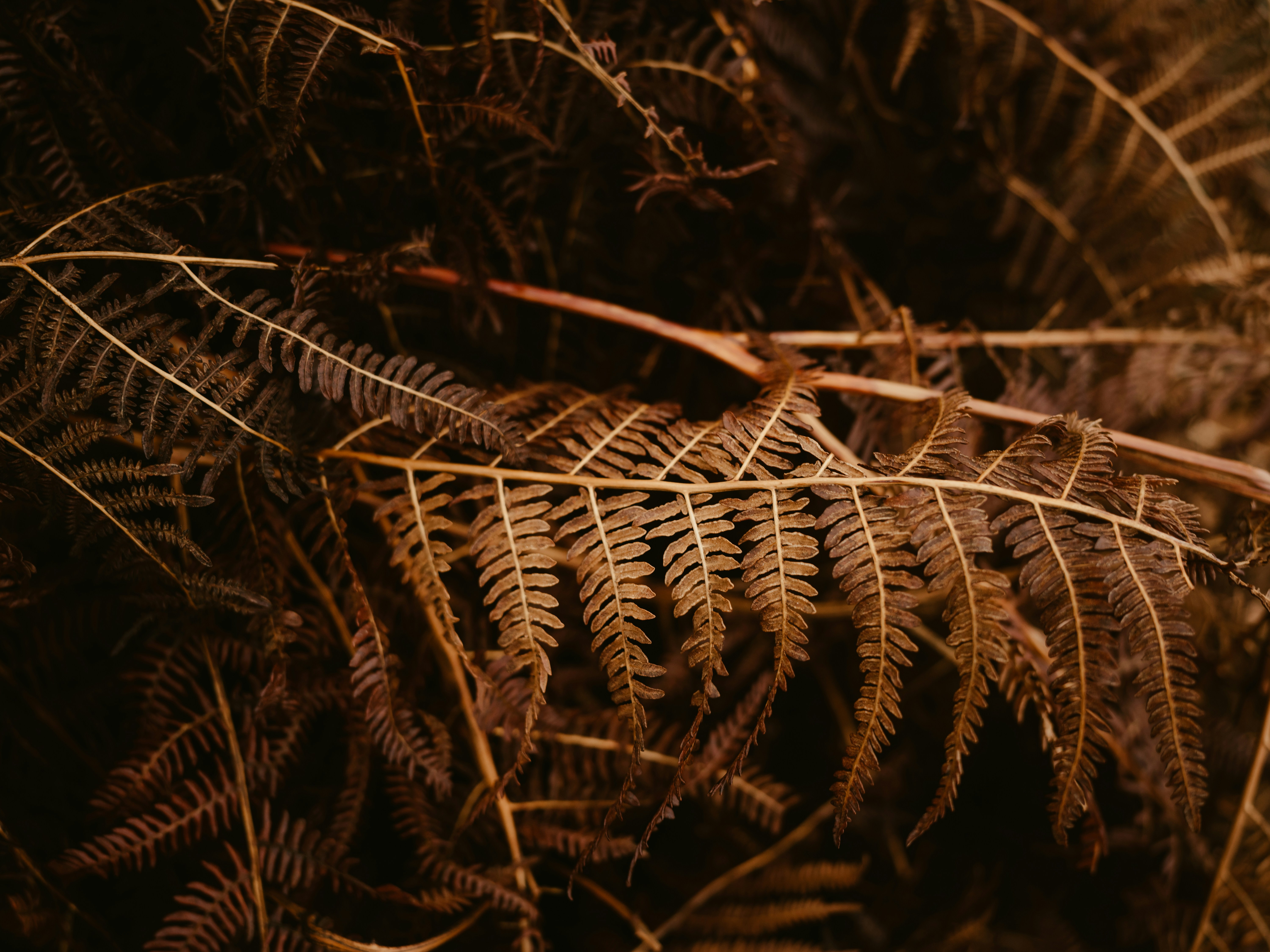 Photo by anniespratt