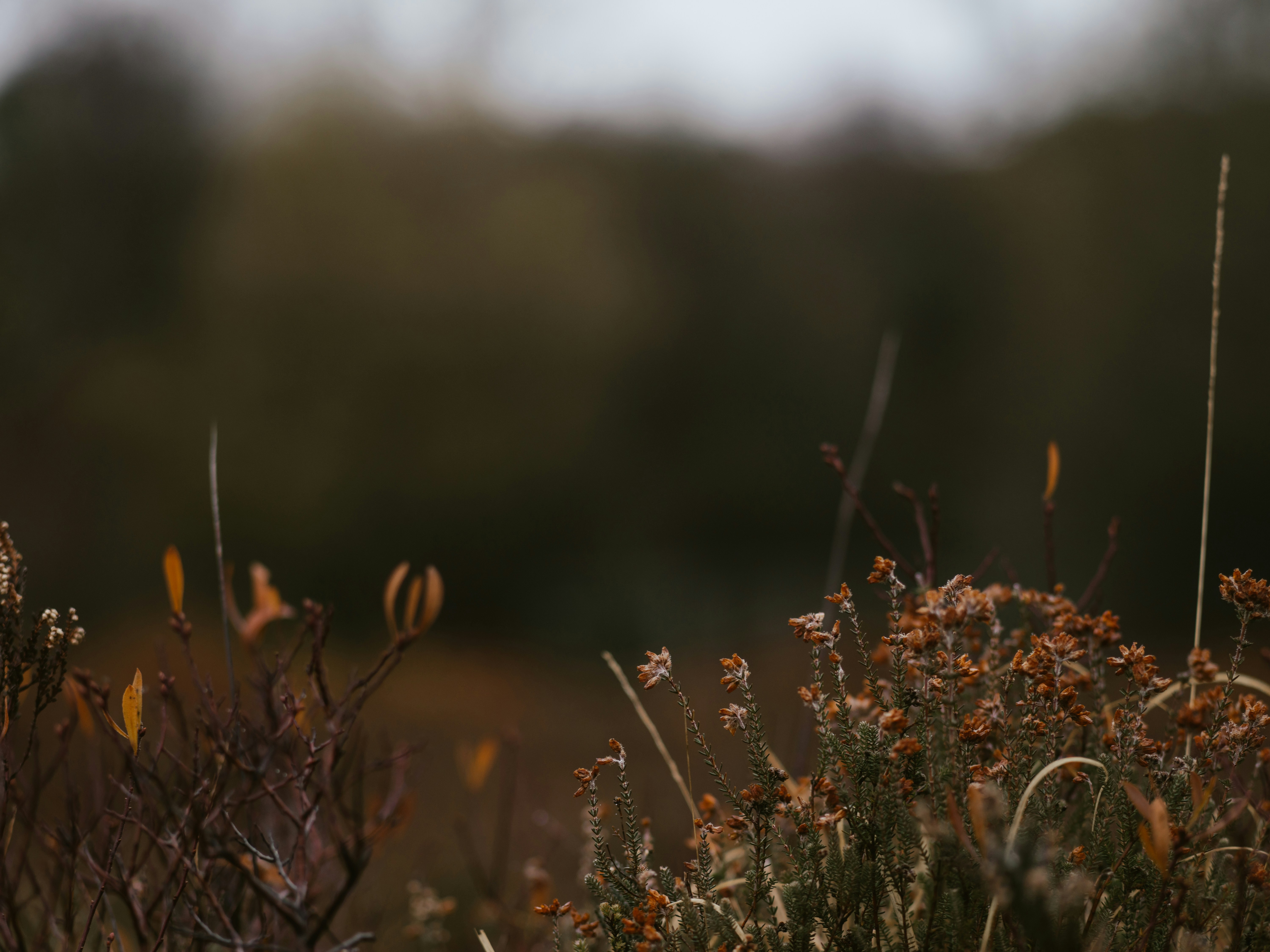 Photo by anniespratt