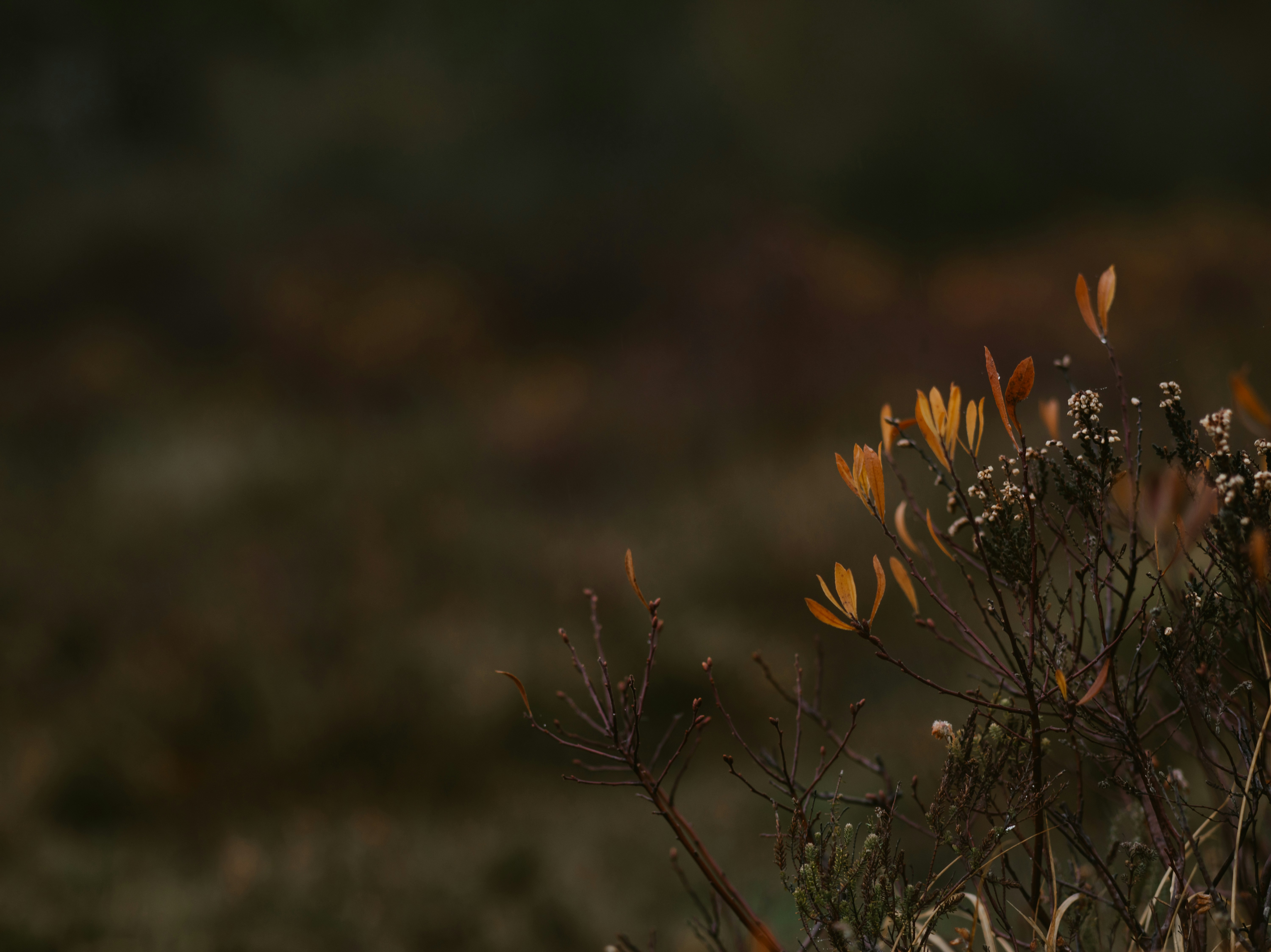 Photo by anniespratt