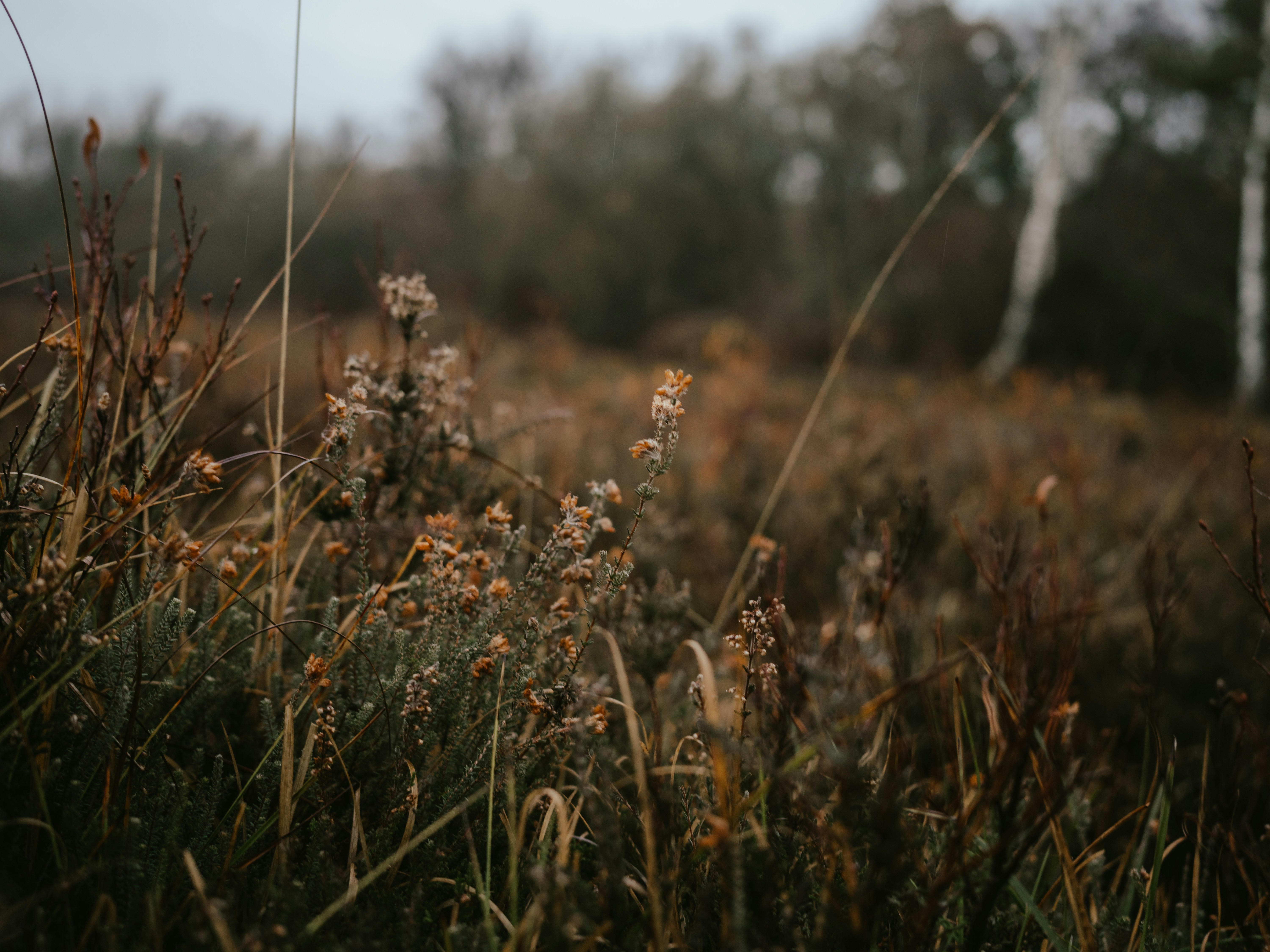 Photo by anniespratt