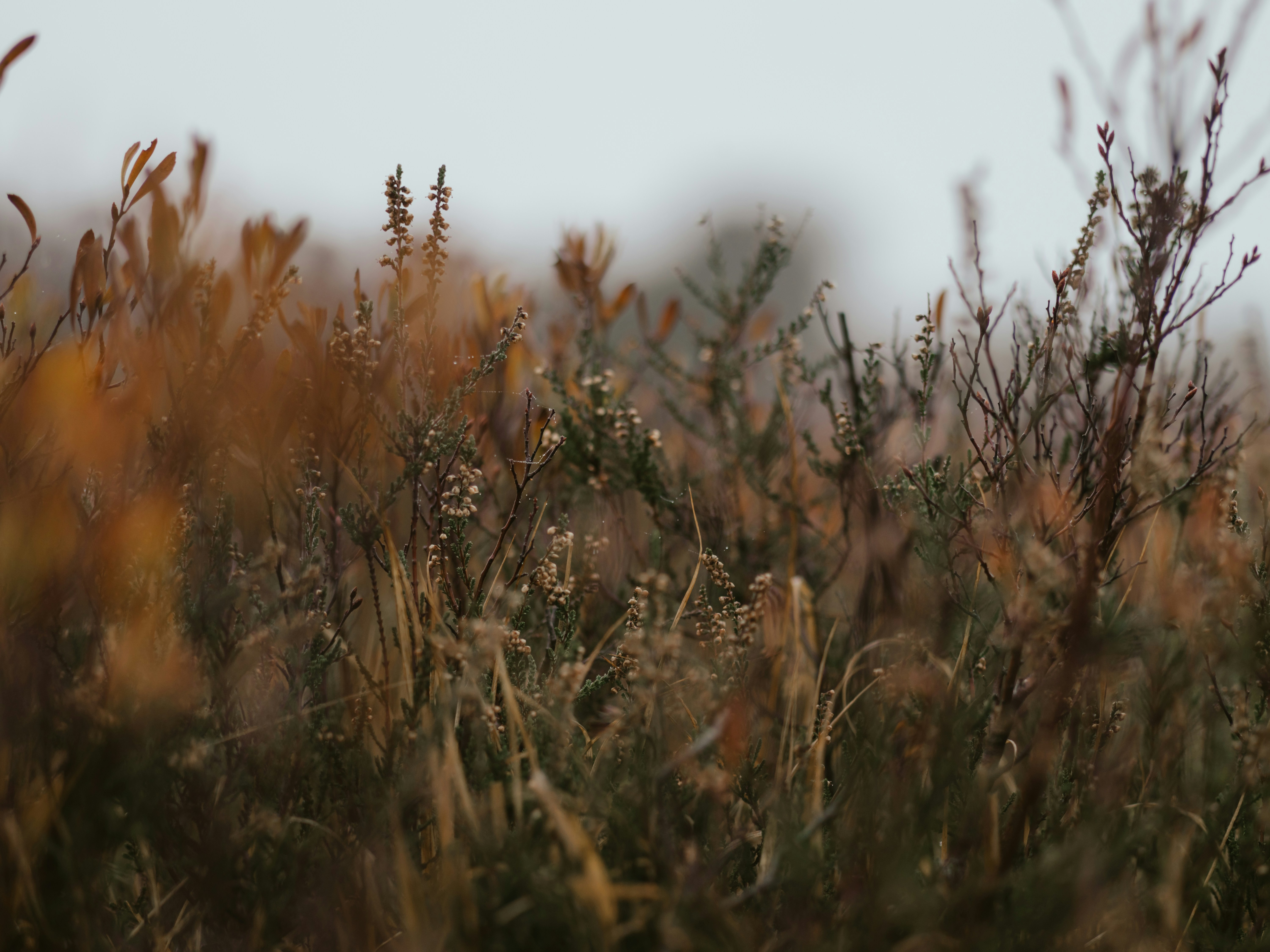 Photo by anniespratt