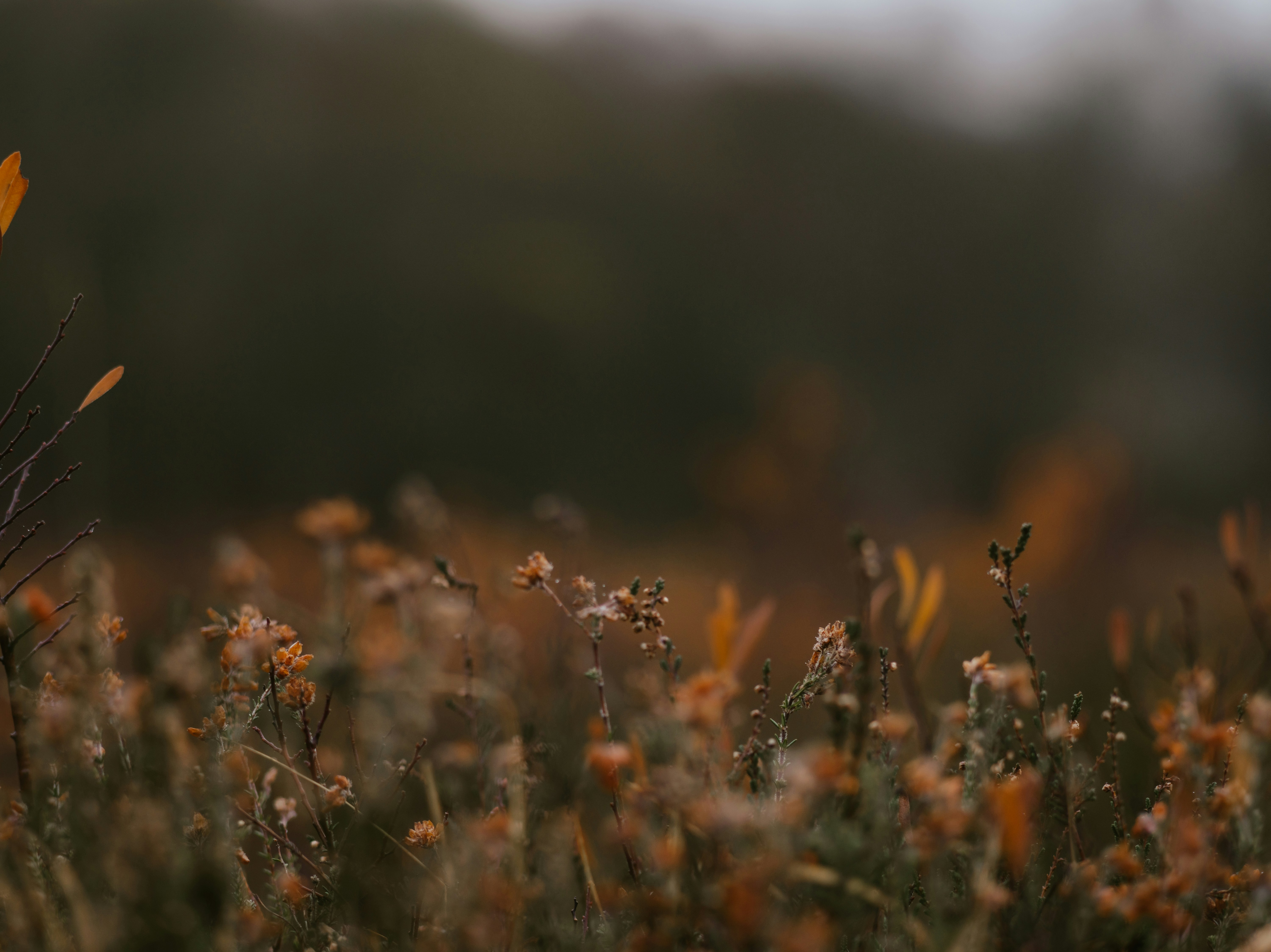 Photo by anniespratt