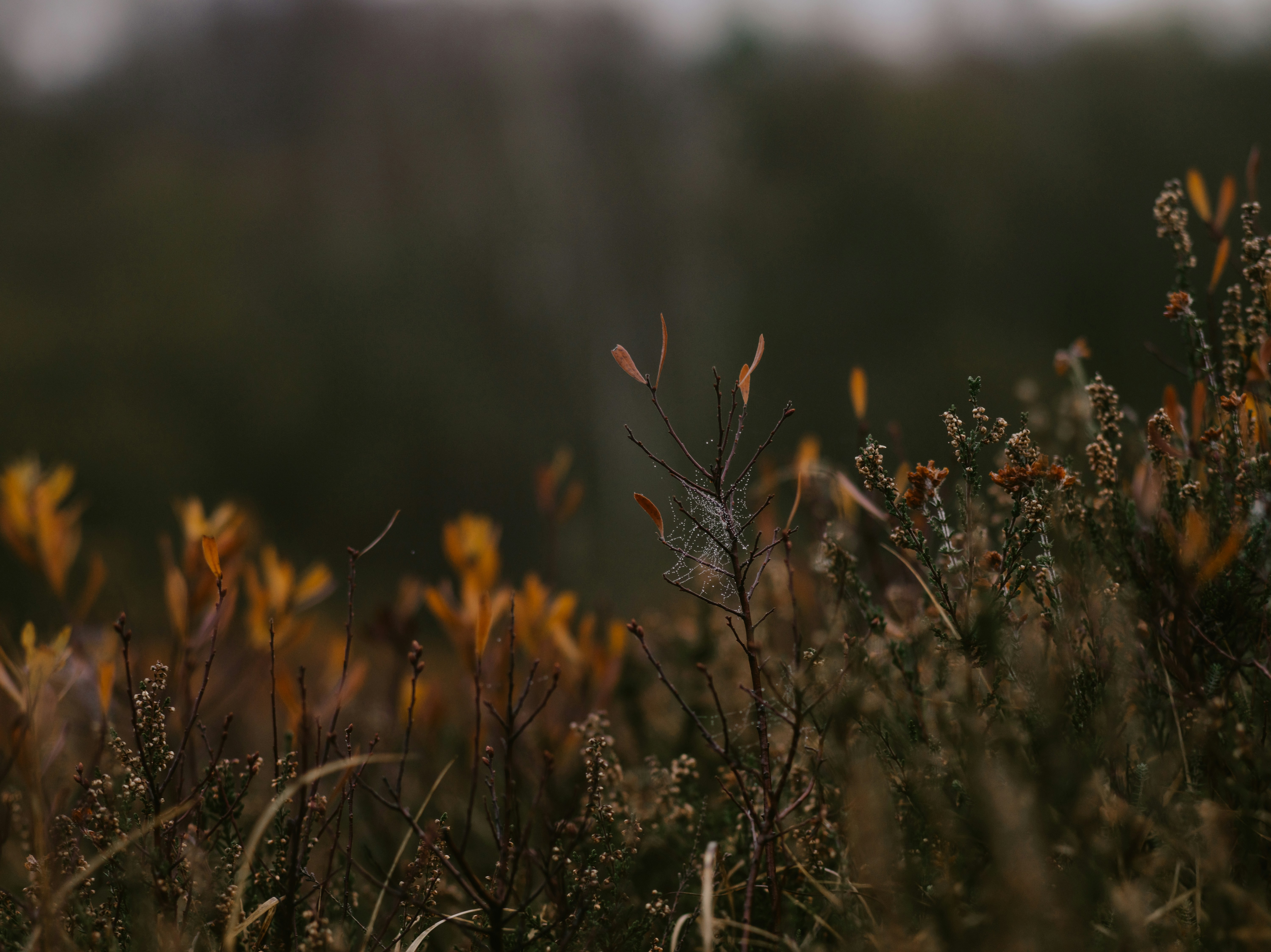 Photo by anniespratt