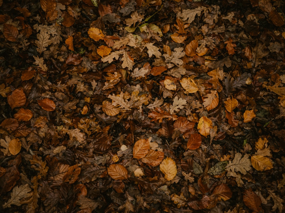 a pile of brown leaves