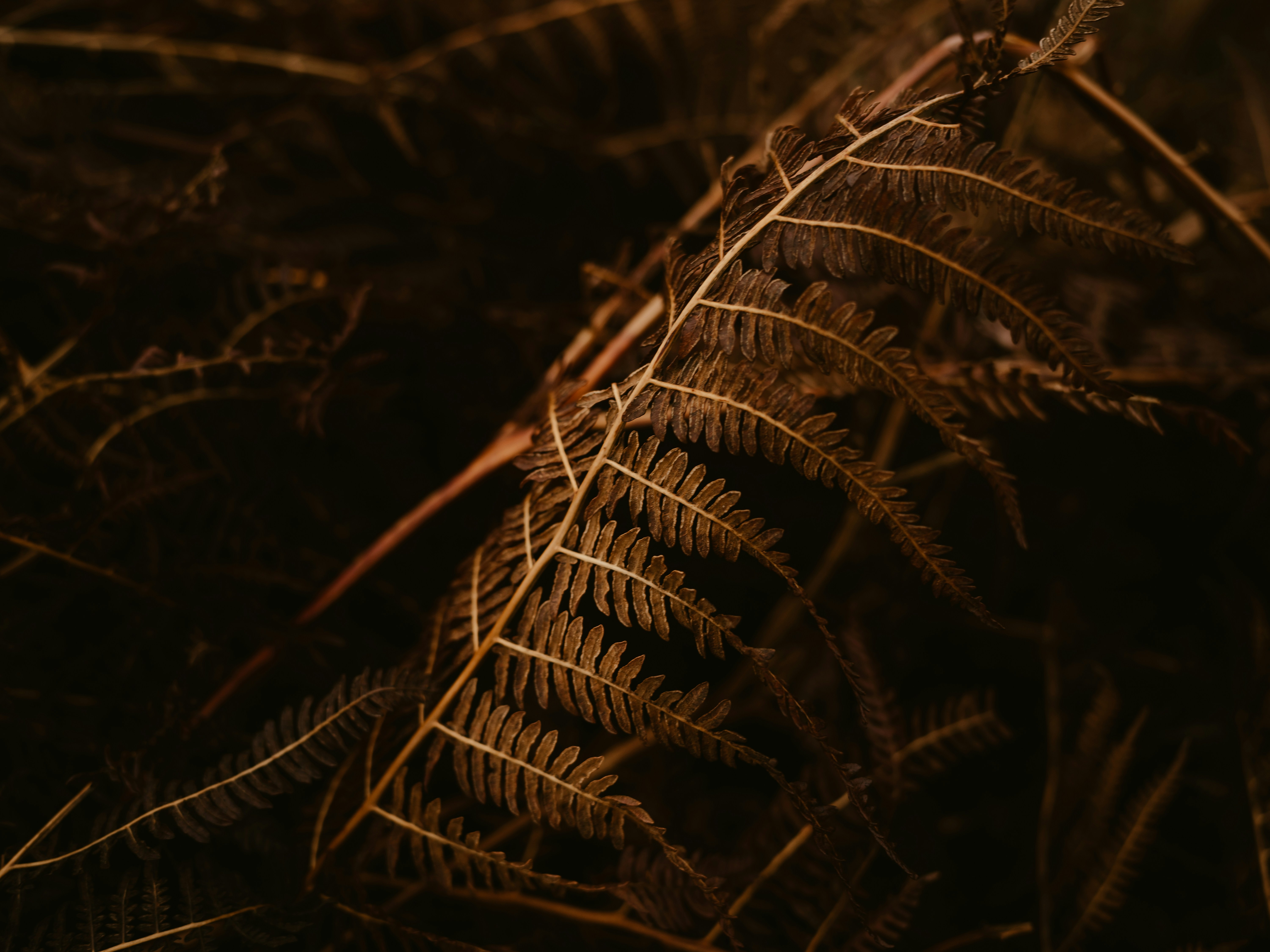 Photo by anniespratt