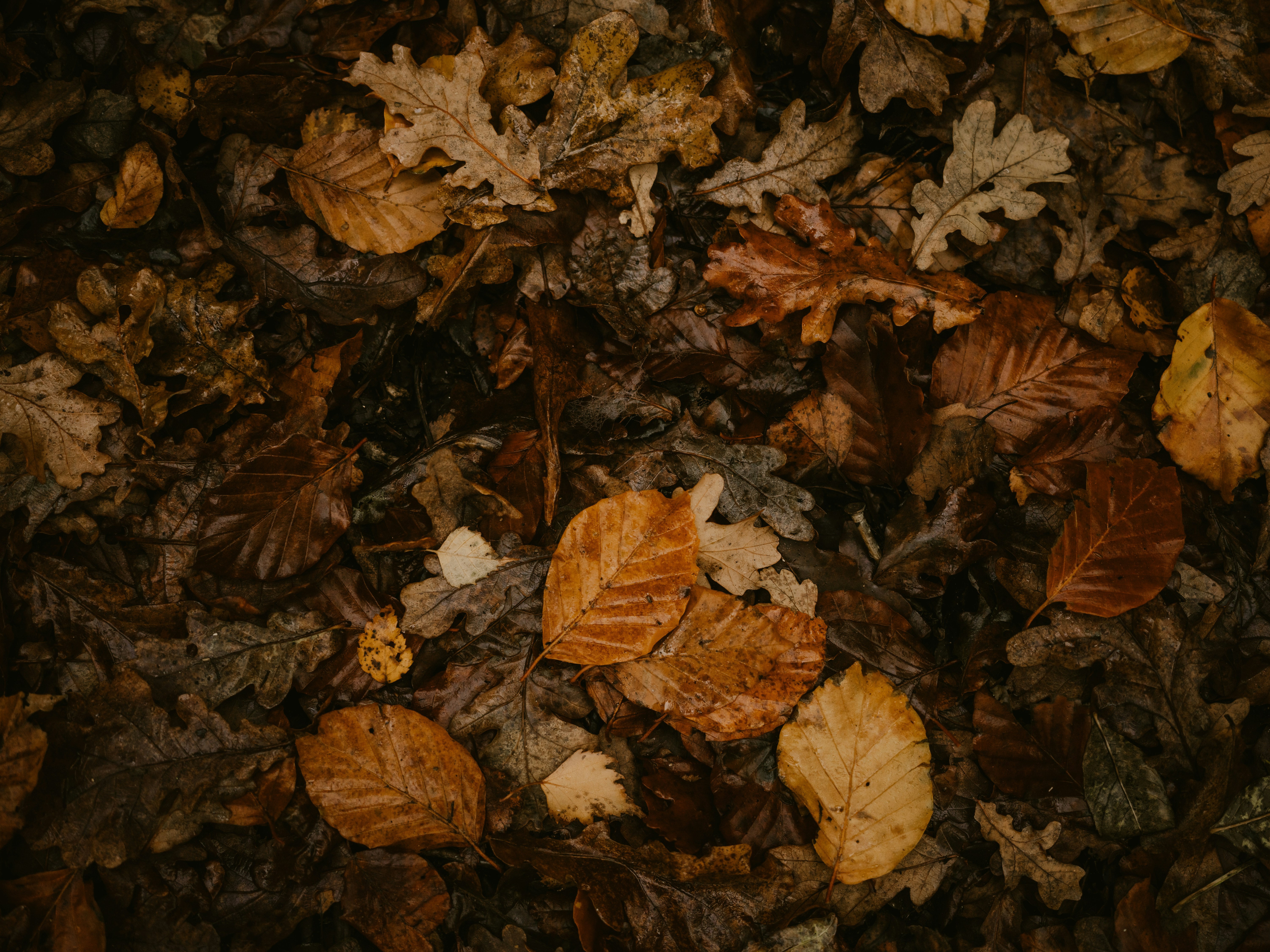 Photo by anniespratt