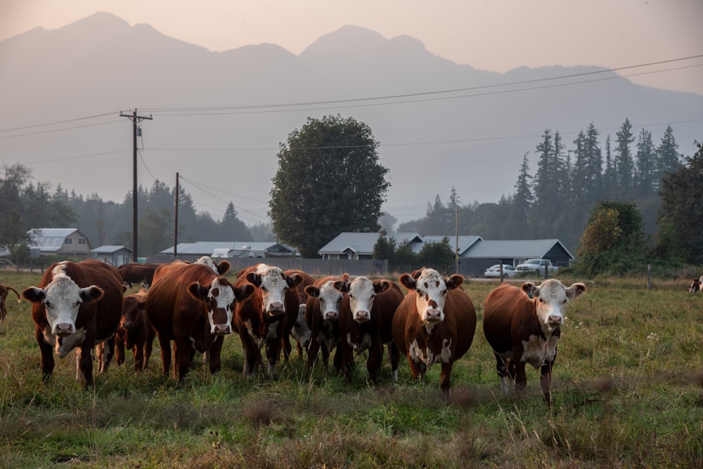 a herd of cows in a field