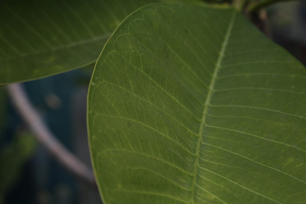 close up of a leaf