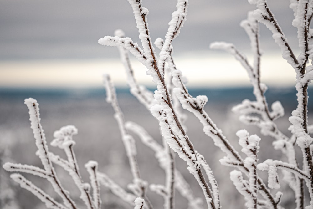 close up of frost on a plant